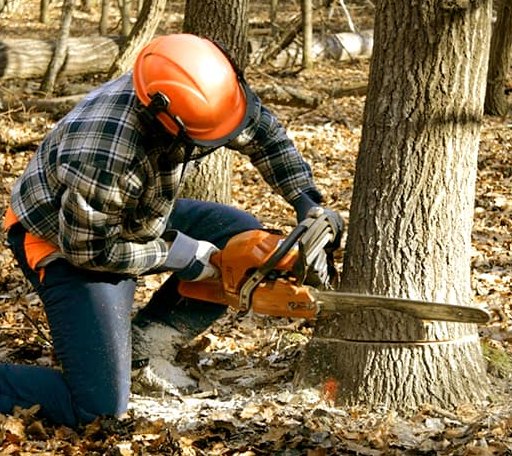 Tree Removal in Burdick, KS